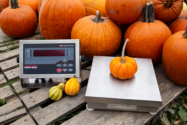 WEB 480Pumpkin
